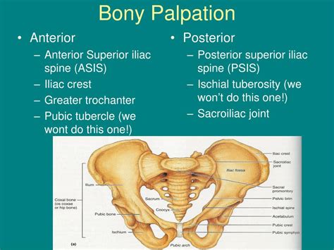 psis anatomy palpation